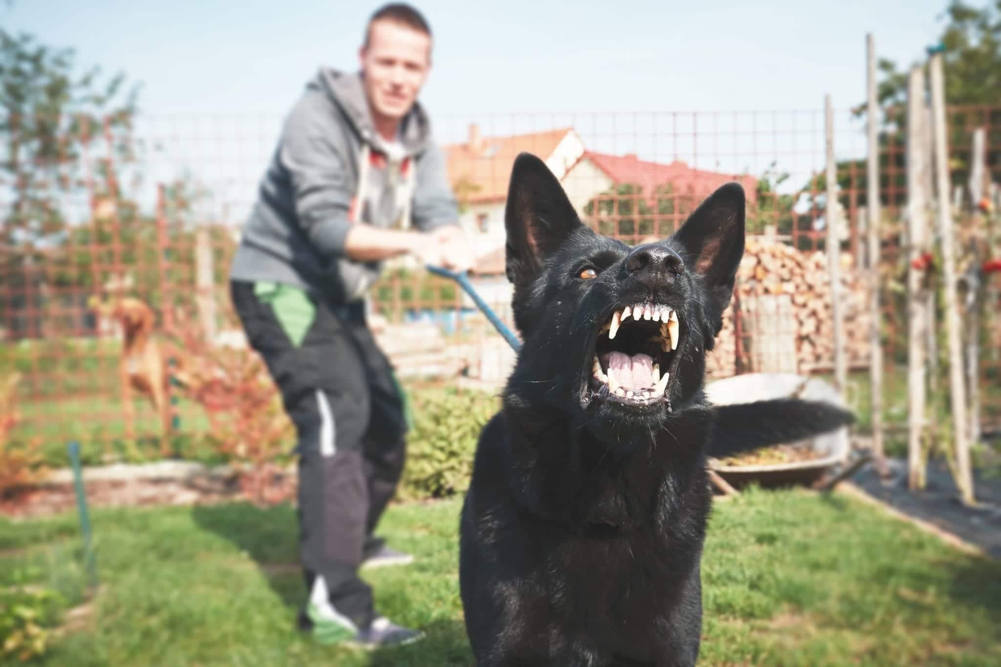 Fort Lauderdale Dog Bite Lawyer